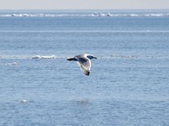 04A Seagull Flies By The Floe Edge On Day 5 Of Floe Edge Adventure Nunavut Canada
